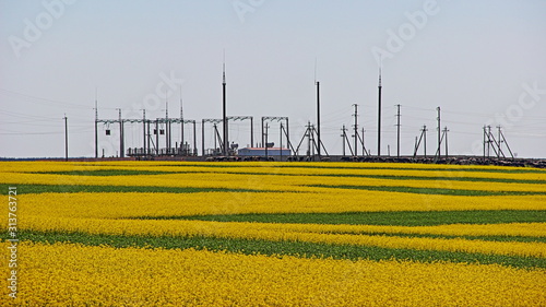 Air power line masts, electrical power station on yellow-green field horizon on summer day, ecological energy countryside landscape