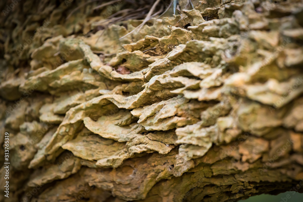 Tree bark with textures in pampa argentina Tree bark with textures in pampa argentina
