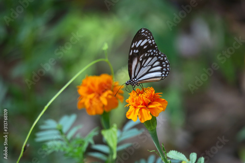 Tropical Paper Kite Nymph butterfly on Orange Flower in Filipino Nature Park © nathanallen