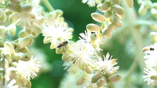 bee on flower