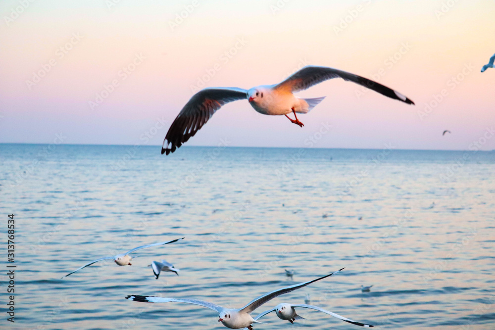 Naklejka premium seagulls flying at the bangpoo and twilight sky