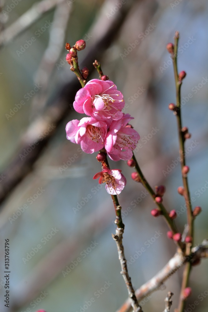 Blooming double-flowered pink plum blossoms in Hsinchu, Taiwan. Blooming double-flowered pink plum blossoms in Hsinchu, Taiwan.