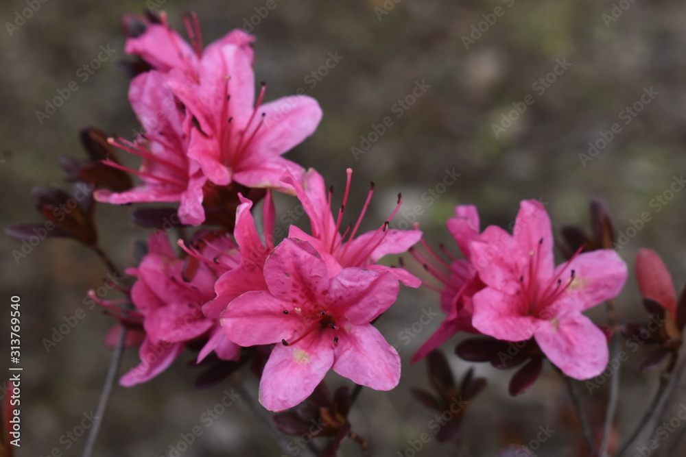 Obraz premium Flower Chorus-418