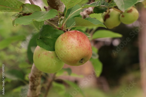 Apple tree orchard