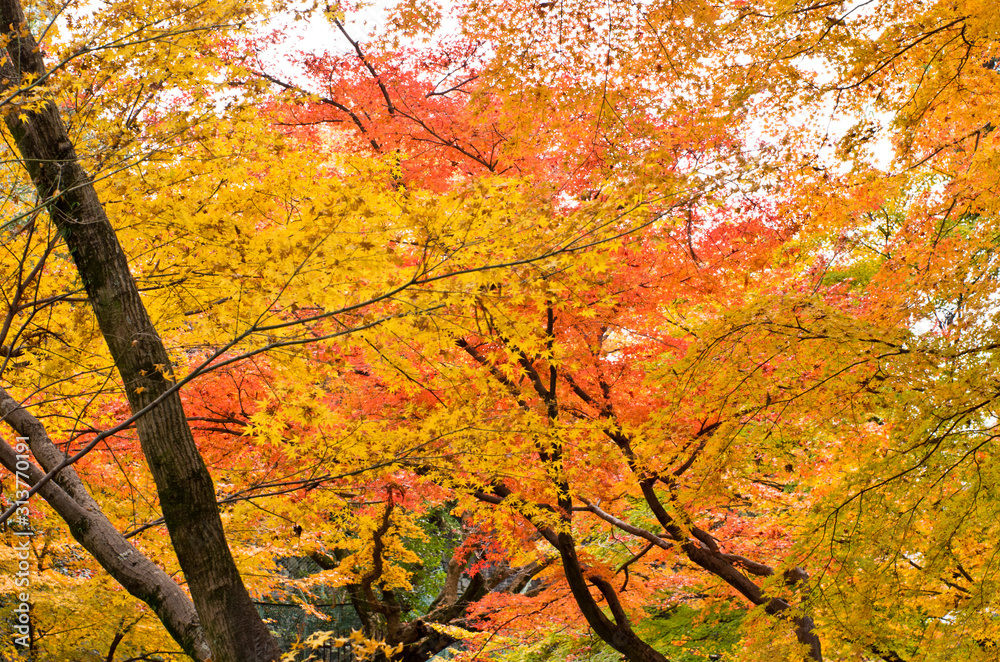The scenery of autumn leaves in Kyoto,Japan. The scenery of autumn leaves in Kyoto,Japan.