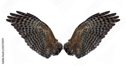 the back of eagle wings isolated