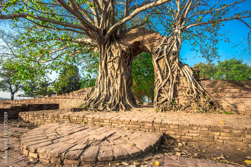 background of big trees that rise inside the archaeological site(Wat Phra Ngam,Khlong Sa Bua)the Gate of Time Phra Ngam,tourists from all over the world always come to see the beauty in Ayutthaya