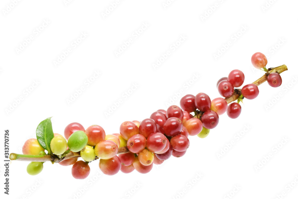Coffee berry on branch on white background. Coffee berry on branch on white background.