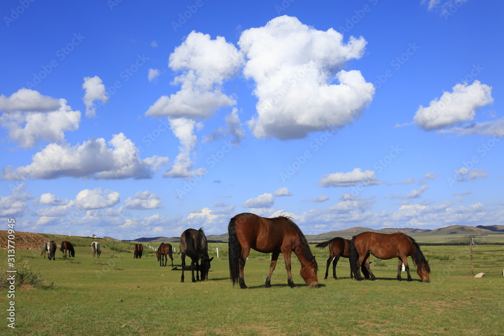 The horses are on the grassland The horses are on the grassland