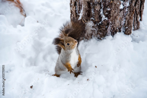 red squirrel in the snow © Елена Прохорова