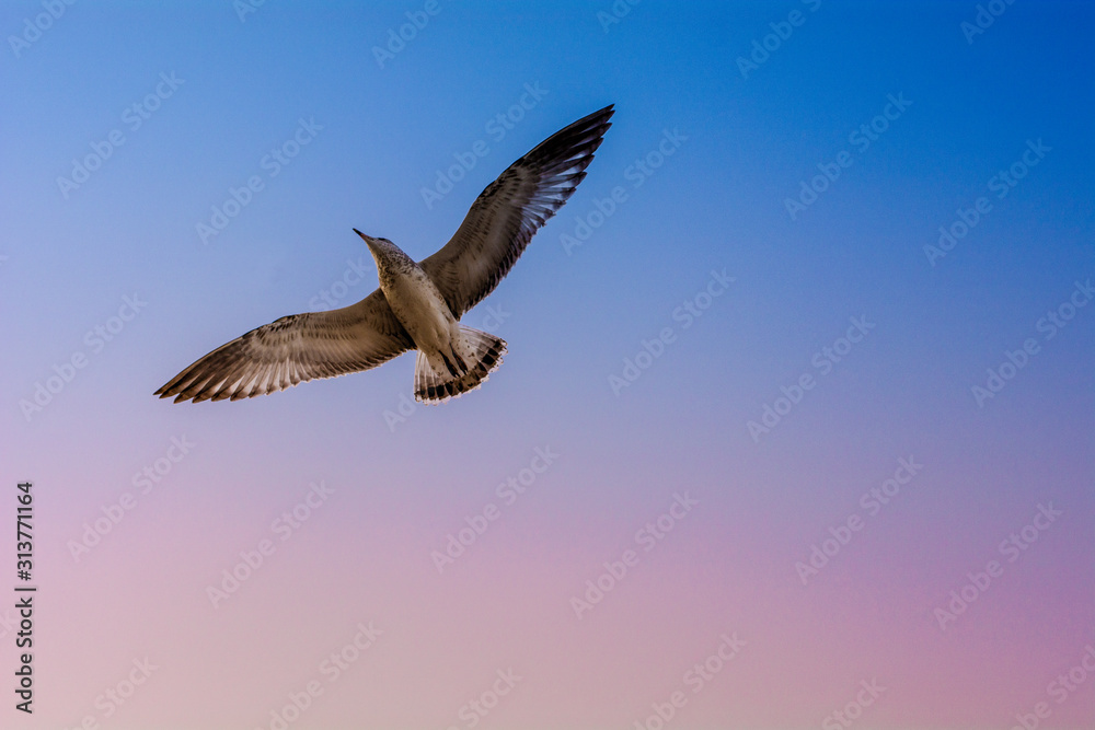 Obraz premium pictures of sunrises and sunsets