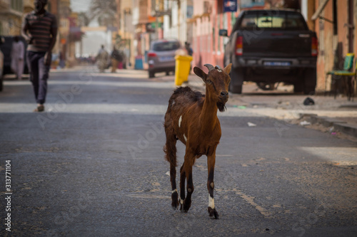 A brown goat with white feet walking around on the streets of Sant Louis, Senegal, Africa. People walking and cars are parked in the background.