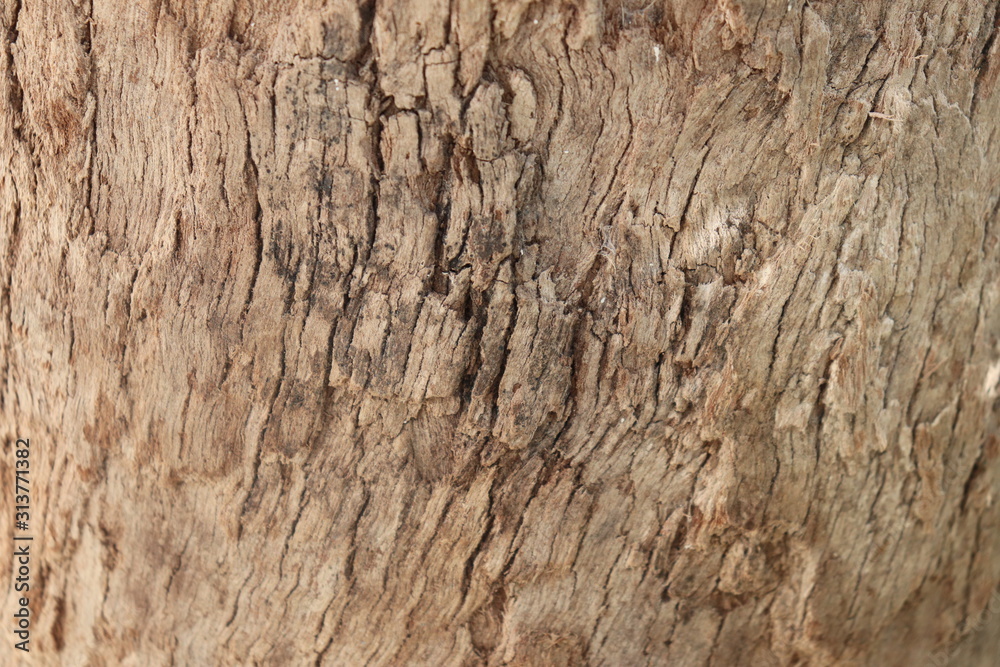 Tronc d'arbre_2 Tronc d'arbre_2