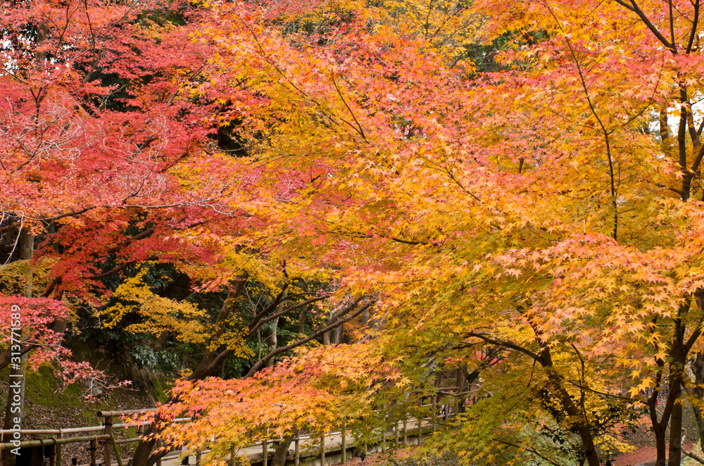 The scenery of autumn leaves in Kyoto,Japan.