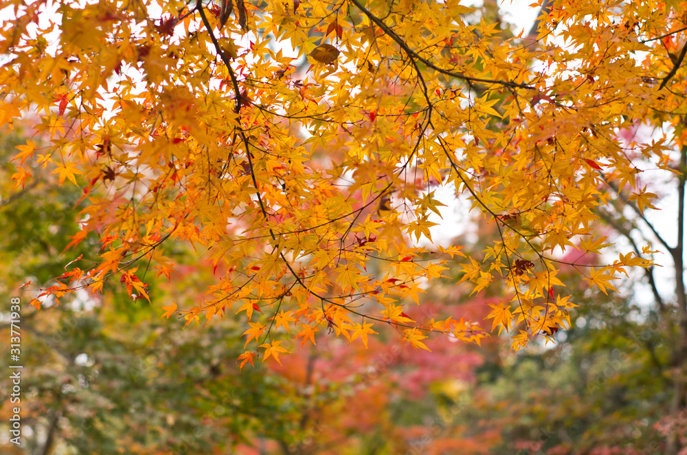 The scenery of autumn leaves in Kyoto,Japan.