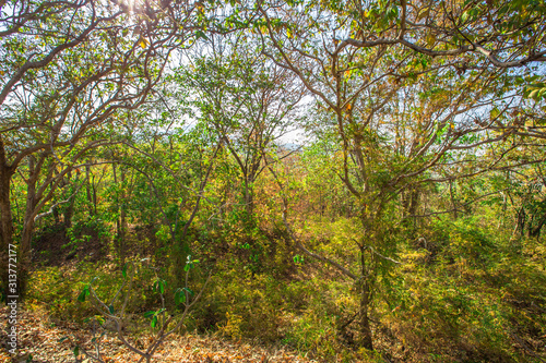 Blurred abstract background of a variety of trees growing along the foothills, the roadside traveling, showing the integrity of the ecosystem well.