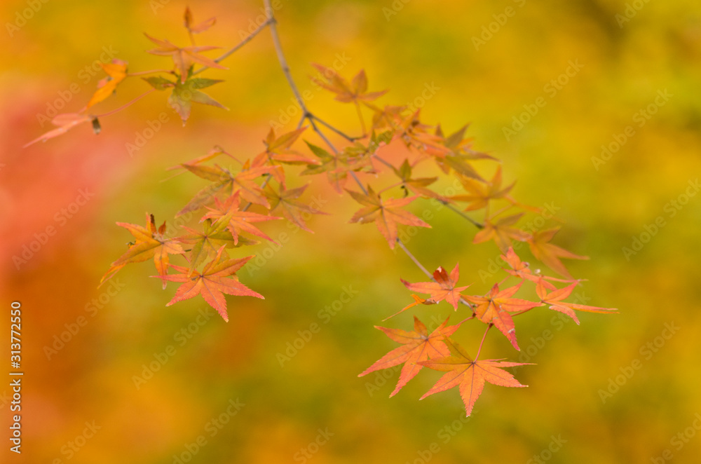 The scenery of autumn leaves in Kyoto,Japan. The scenery of autumn leaves in Kyoto,Japan.