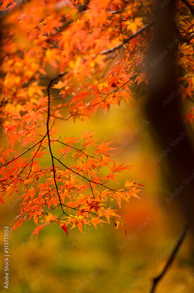 The scenery of autumn leaves in Kyoto,Japan. The scenery of autumn leaves in Kyoto,Japan.