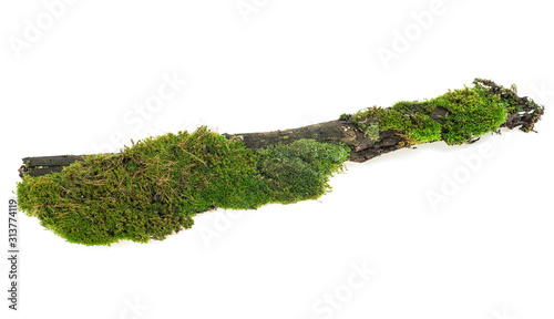 Green moss on tree branch isolated on a white background