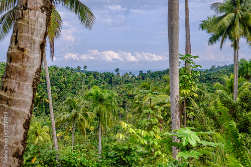 Slika na platnu Humboldt national park in Cuba