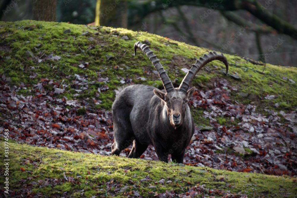 capricorn standing on a hill looking at the camera capricorn standing on a hill looking at the camera