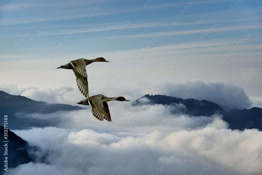 Obraz premium Flying migratory birds (anatidae) in Taiwan.