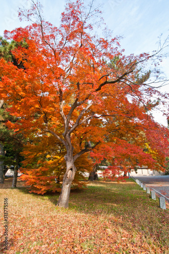 The scenery of autumn leaves in Kyoto Japan.