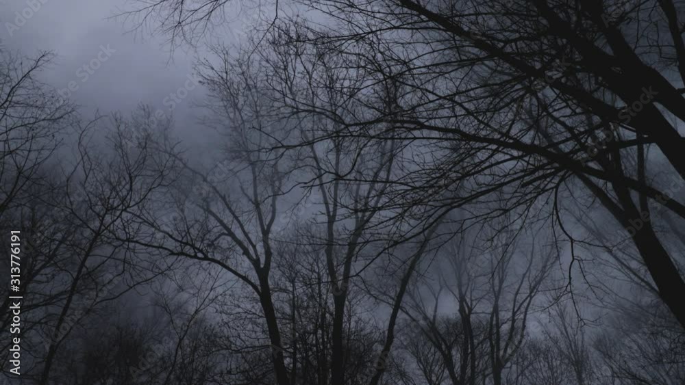 Misty scary forest with mist flowing through trees