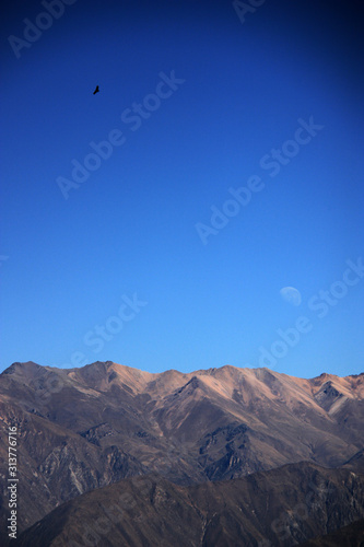 The Half Moon accompanying an Andean Condor soaring high above the Colca Canyon in Peru
