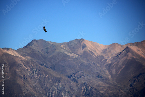 An Andean Condor soaring high above the Colca Canyon in Peru