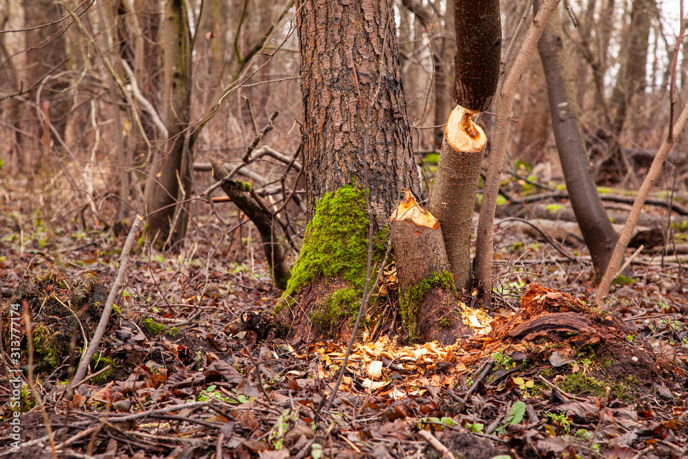 trees cut by beavers, teeth marks on trees