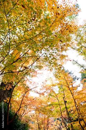 The scenery of autumn leaves in Kyoto,Japan. © www555www