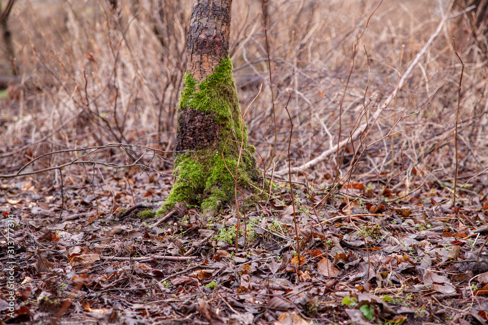 Obraz premium tree overgrown with green moss