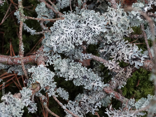 white lichen on old pine branches photo