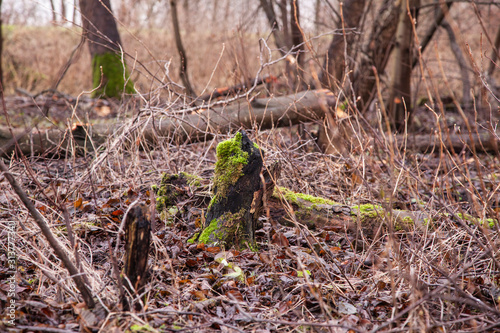 trees cut by beavers, teeth marks on trees