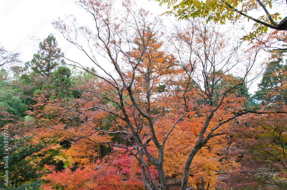 The scenery of autumn leaves in Kyoto,Japan. The scenery of autumn leaves in Kyoto,Japan.