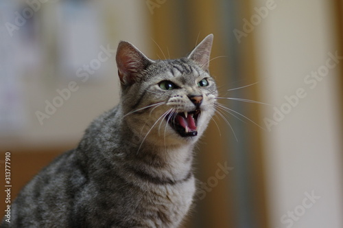 アピールする猫 photo