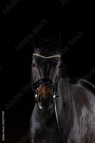 Horse whole blood Mecklenburg photographed against a black background with flash low key in portraits of the head.