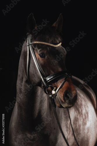 Horse whole blood Mecklenburg photographed against a black background with flash low key in portraits of the head. © RD-Fotografie