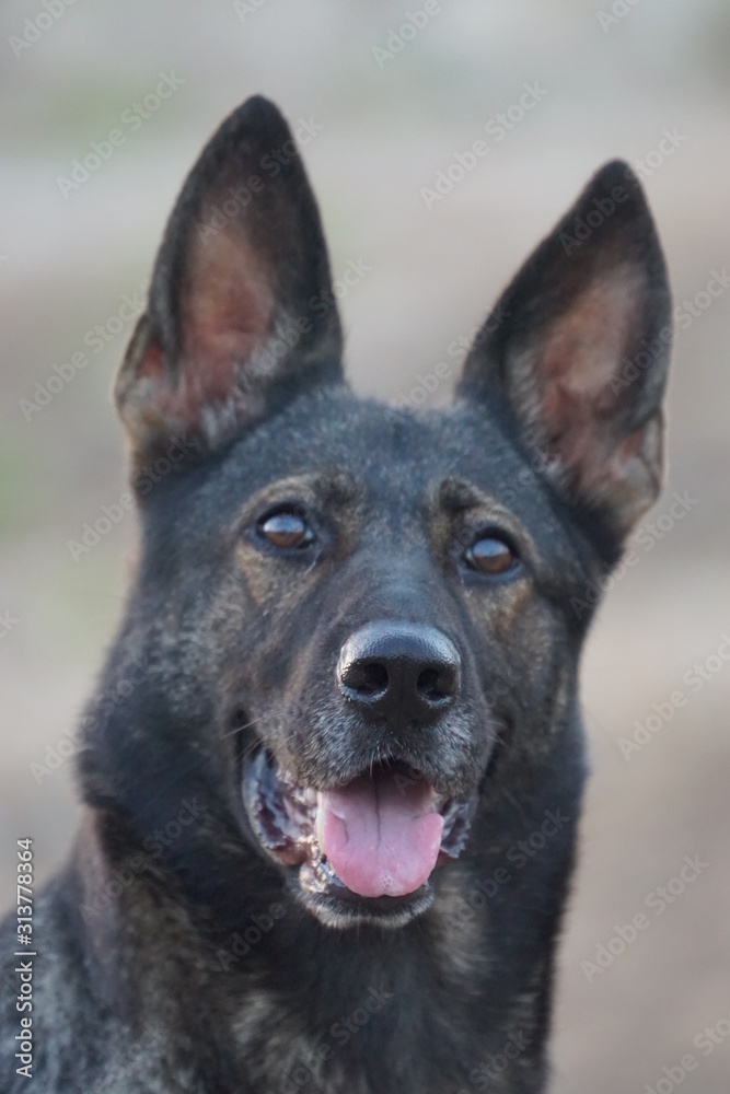 German Shepherd portrait