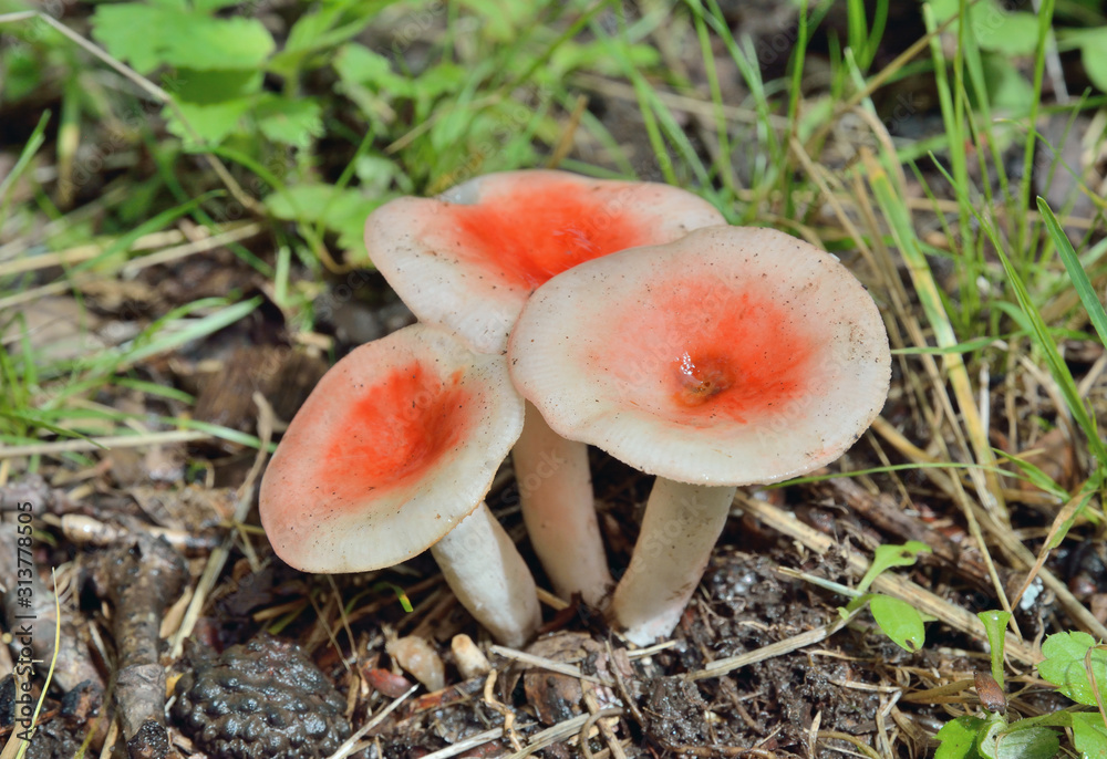 Mushrooms russule (Russula fragilis) 5 Mushrooms russule (Russula fragilis) 5