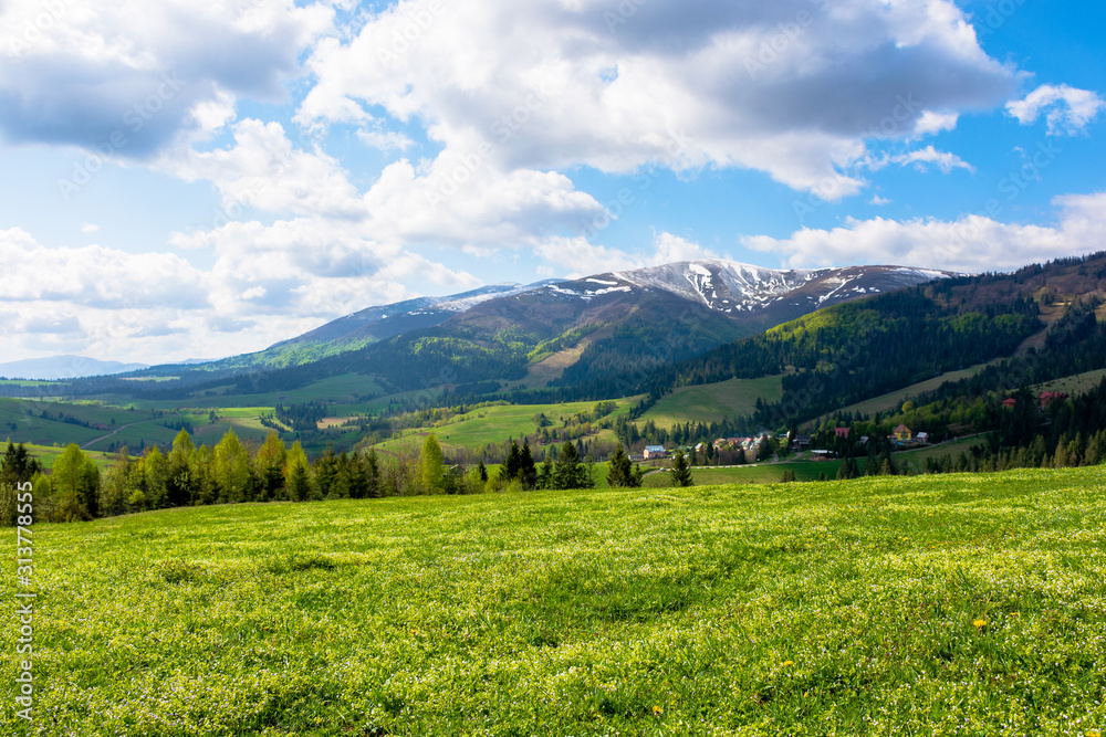 Naklejka premium mountainous countryside landscape in spring. grassy meadow on top of a hill. mountain ridge with snow capped tops in the distance. sunny weather with clouds on the blue sky
