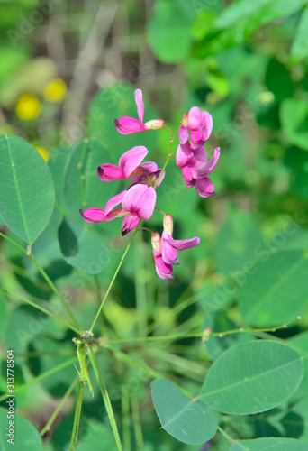 Flowers of wild bush (Lespedeza bicolor) 3