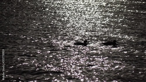 Slow motion of fluent ripple with black ducks on water surface. Amazing meditative background for excellent intro in hypnotic style. Liquid metal mirror with natural pattern.