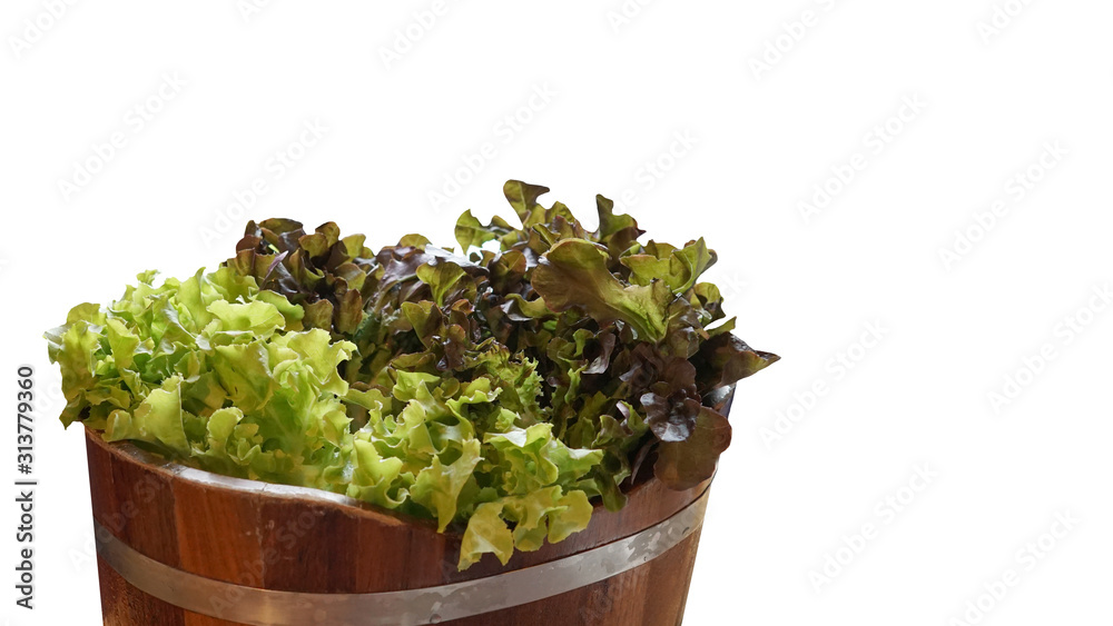 Fresh green lettuce in the wooden bucket isolate Fresh green lettuce in the wooden bucket isolate