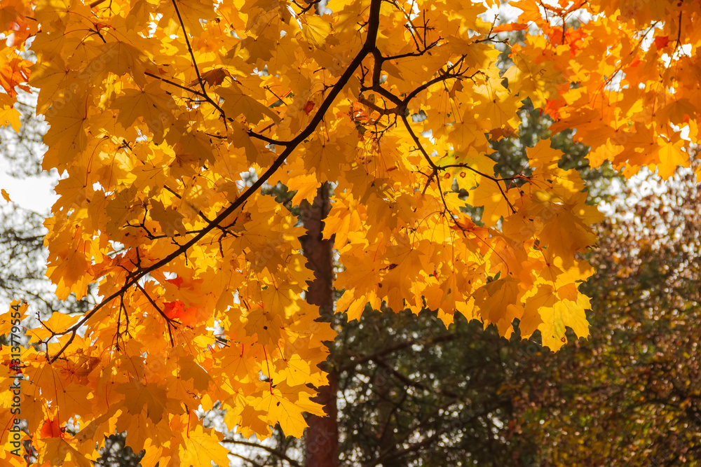 Branch of maple with autumn leaves against forest, background Branch of maple with autumn leaves against forest, background