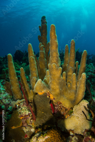 Colorful corals, sponges and sea fans in caribbean sea with sun backlight in blue ocean