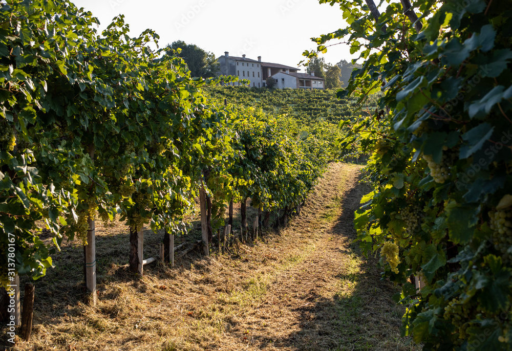 Naklejka premium Picturesque hills with vineyards of the Prosecco sparkling wine region in Valdobbiadene, Italy.