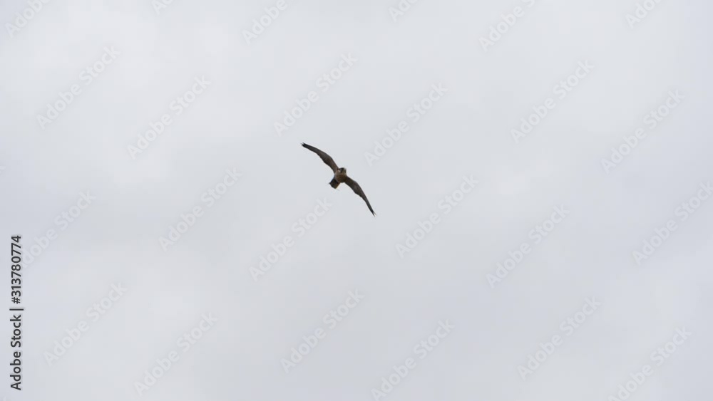 A isolated Black Bird flying in the sky during a cloudy day. A isolated Black Bird flying in the sky during a cloudy day.