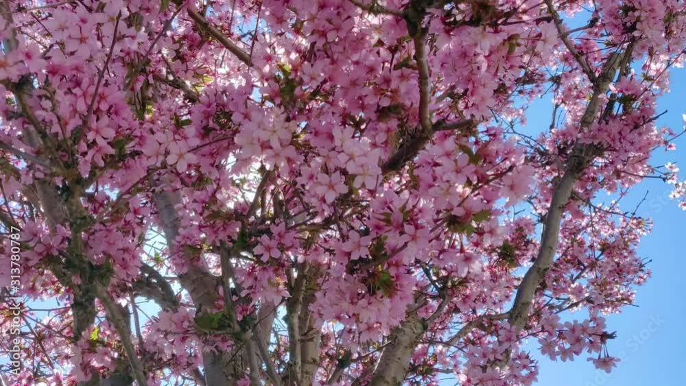 Tilt up to a beautiful cherry blossom tree with sun shining through Tilt up to a beautiful cherry blossom tree with sun shining through